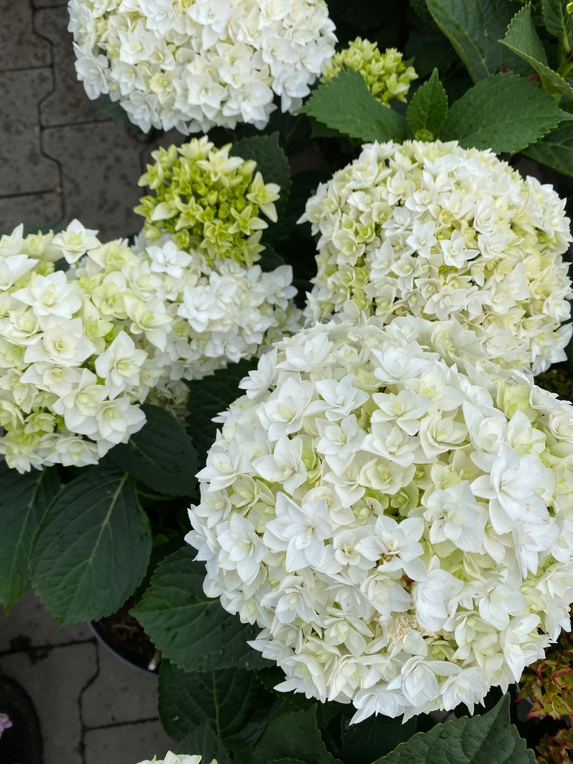 Dubbelbloemige bolhortensia