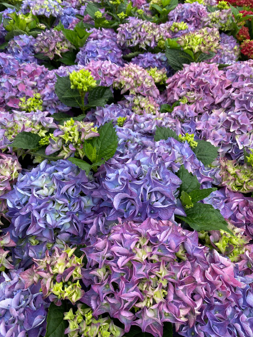 Hortensia - Hydrangea macrophylla 'Early Blue'