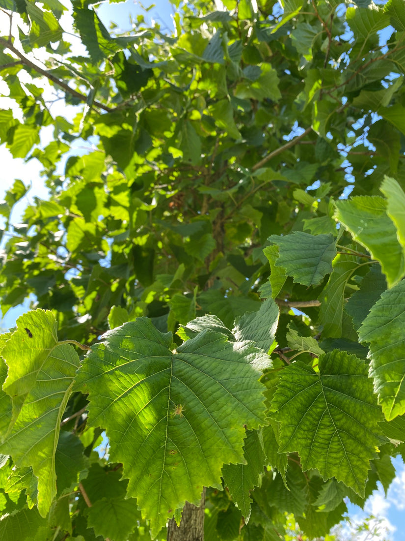 Blad van de Boomhazelaar