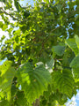 Blad van de Boomhazelaar