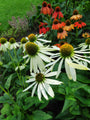 Borderpakket Floortje witte echinacea border