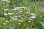 Borderpakket ellen - Gewoon duizendblad - Achillea millefolium 'White Beauty'