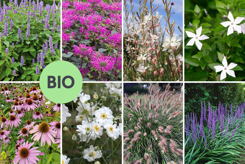 Borderpakket Luca - Biologische vaste planten