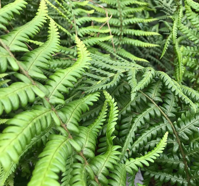 Geschubde mannetjesvaren - Dryopteris affinis 'The King'