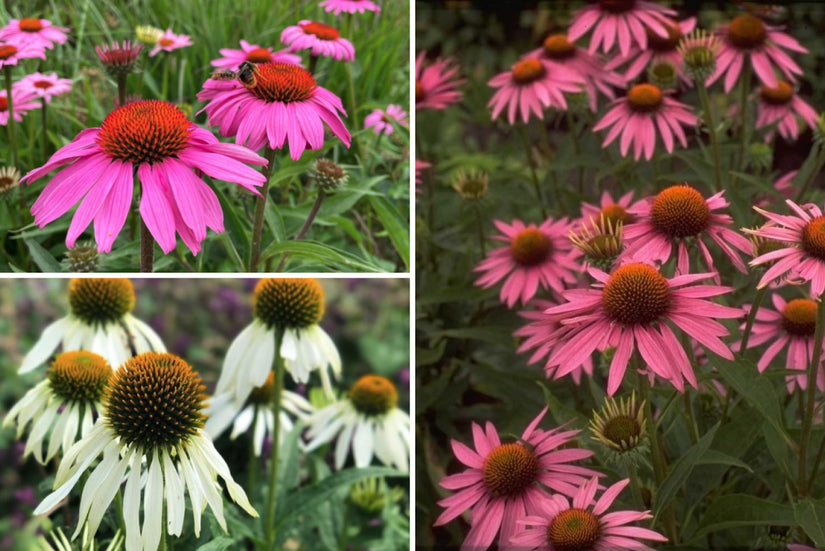 Borderplan Floortje - Echinacea borderpakket