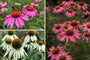 Borderplan Floortje - Echinacea borderpakket