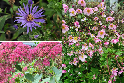 Borderplan Hanna - Laatbloeiende tuinplanten