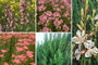 Borderplan Silvio - Mediterrane tuinplanten borderpakket