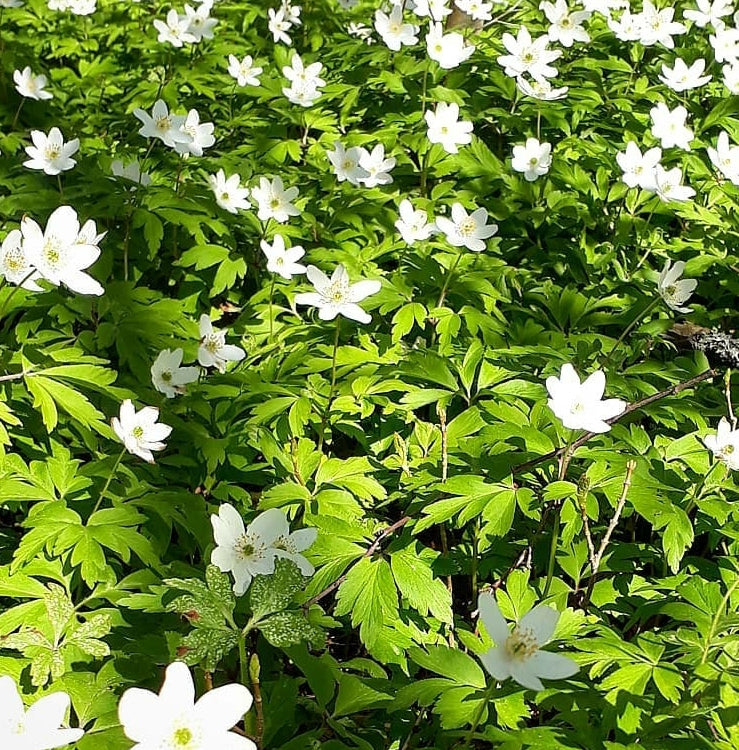 vroegbloeiende tuinplanten bosanemoon