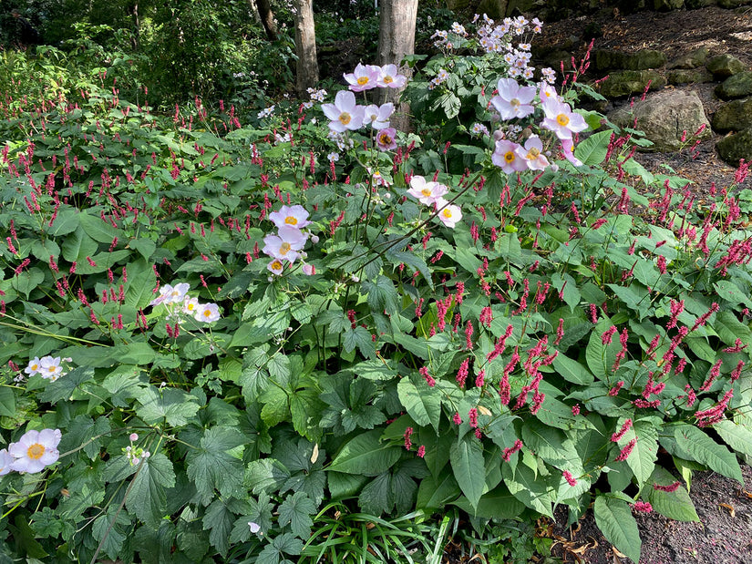 Anemoon - Anemone tomentosa 'Robustissima' in combinatie met Duizendknoop