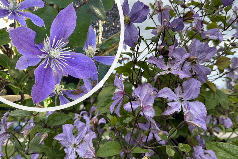 Bosrank - Clematis 'Arabella' in bloei