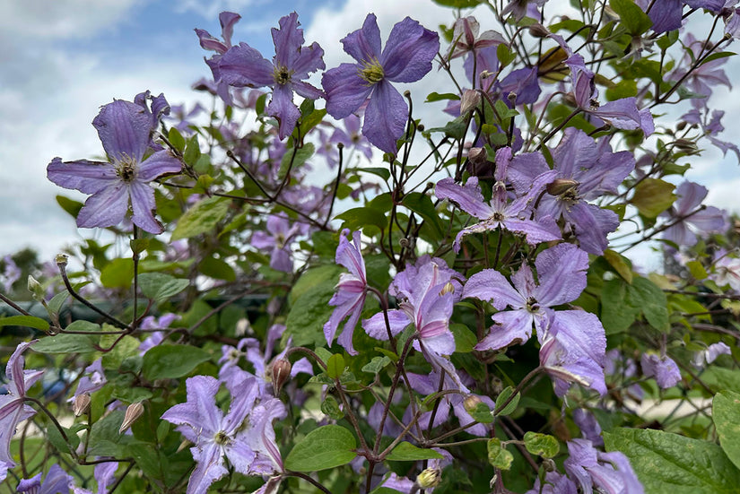 Bosrank - Clematis 'Arabella'