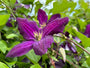 Bosrank - Clematis 'Etoile Violette'