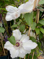 Bosrank - Clematis 'Miss Bateman' in bloei