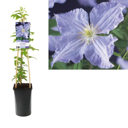 Bosrank - Clematis 'Blue Angel'