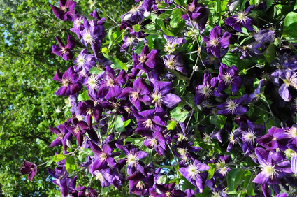 Clematis 'Jackmanii'