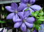 Bosrank - Clematis 'Mrs. Cholmondeley' bloei