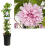 Bosrank - Clematis 'Multi Pink'