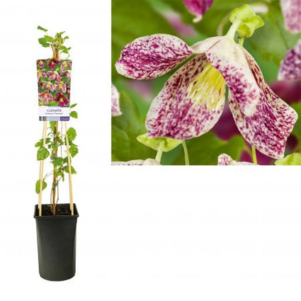 Bosrank - Clematis cirrhosa 'Freckles'