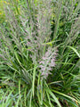 Bosstruisriet - Calamagrostis arundinacea