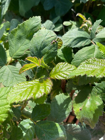 Braam - Rubus fruticosus 'Himalaya'