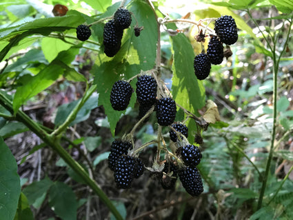 Braam (vrucht)- Rubus fruticosus 'Navaho Big and Early'