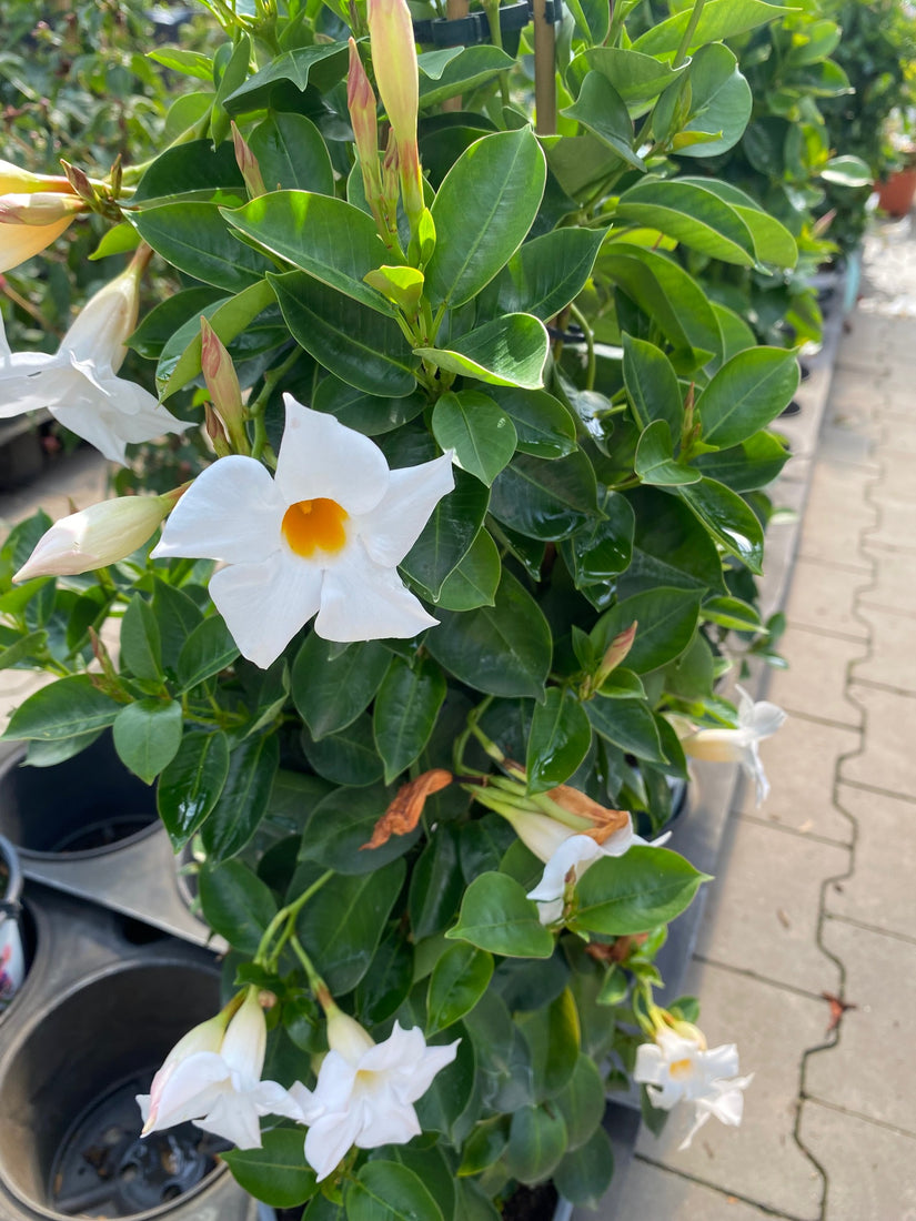 Braziliaanse jasmijn - Mandevilla sanderi 'Sundaville White'