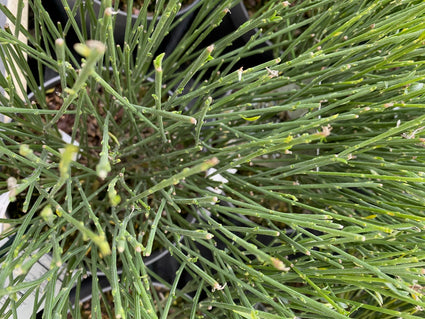 Brem - Cytisus 'White Lion'