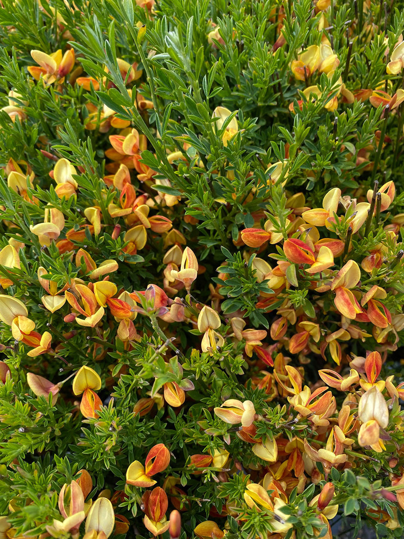 Brem - Cytisus 'Apricot gem'