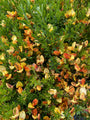 Brem - Cytisus 'Apricot gem'