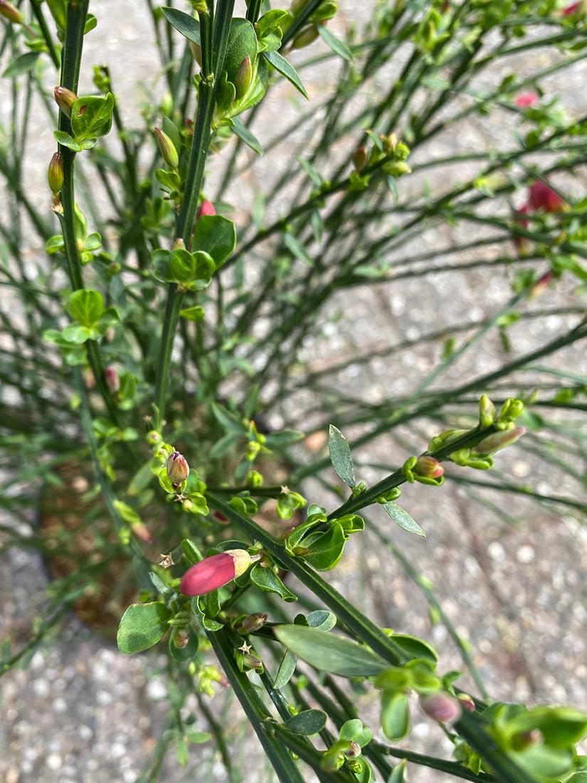 Brem - Cytisus 'Palette' - Detail