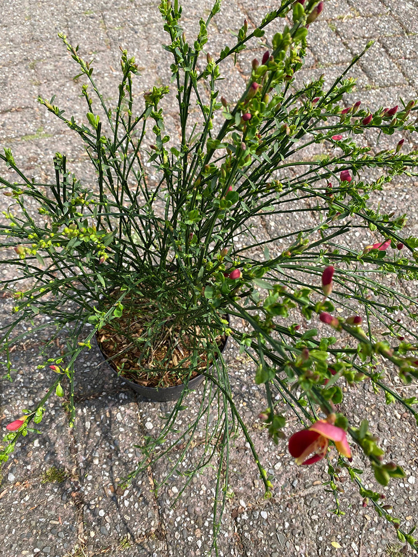 Brem - Cytisus 'Palette'