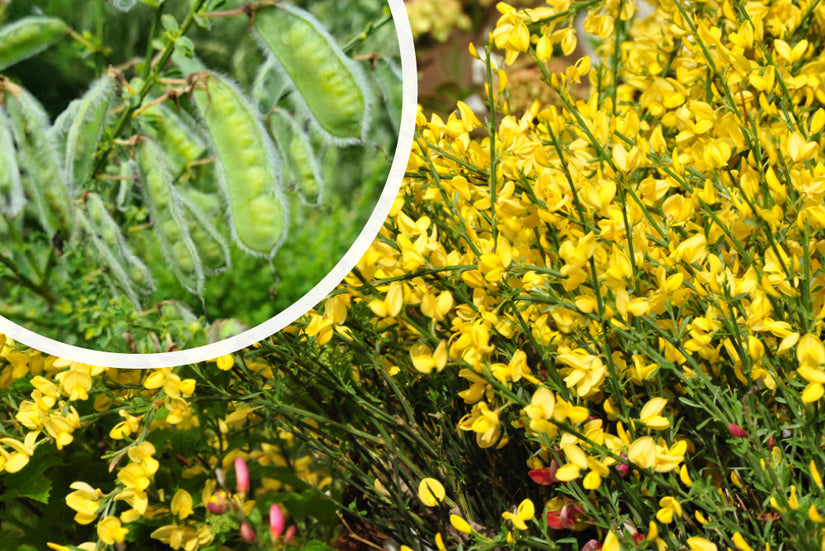 Brem - Cytisus praecox - Peultjes na de bloei