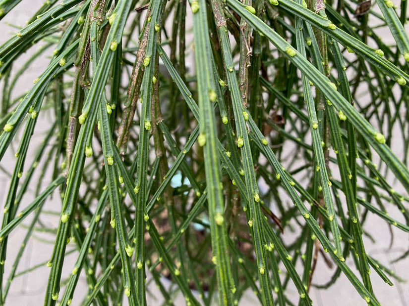 Brem - Cytisus scoparius 'Golden Tears'