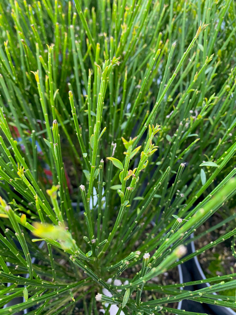 Brem - Cytisus scoparius 'Lena'