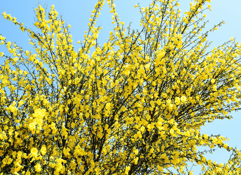 Brem - Cytisus 'Dukaat'