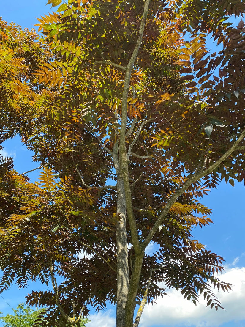 Bruinbladige hemelboom - Ailanthus altissima 'Purple Dragon'