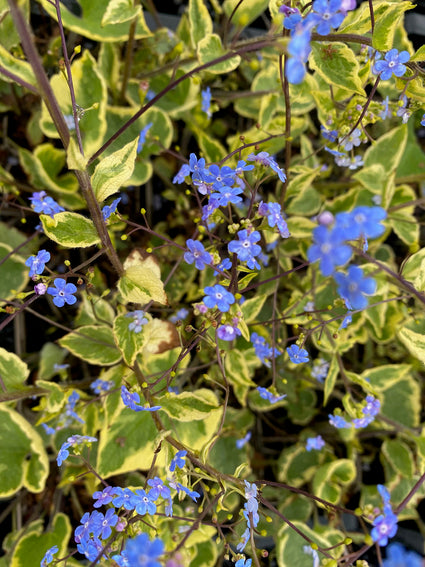 Brunnera macrophylla 'Hadspen Cream'