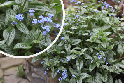 Kaukasische vergeet-mij-niet - Brunnera macrophylla 'Looking Glass'