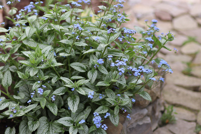 Brunnera macrophylla 'Looking Glass'