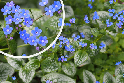 Blauwe bloei Kaukasische vergeet me niet - Brunnera macrophylla 'Sea Heart'