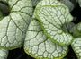 Kaukasische vergeet mij niet - Brunnera macrophylla 'Silver Hear