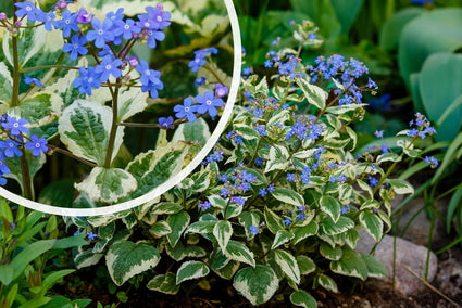 Kaukasische vergeet-mij-niet - Brunnera macrophylla 'Variegata'