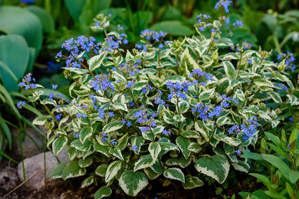 Brunnera macrophylla 'Variegata'