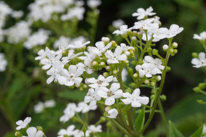 Kaukasische vergeet mij niet - Brunnera macrophylla 'White Zebra'