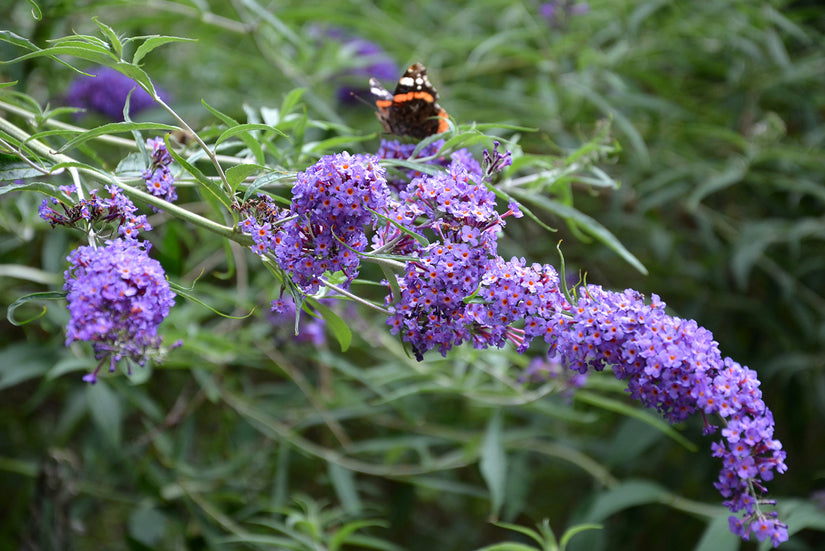 Buddleja davidii Free Petite 'Lavender Flow'