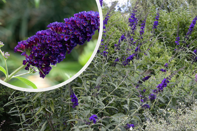 Vlinderstruik - Buddleja davidii 'Black Knight' bloei