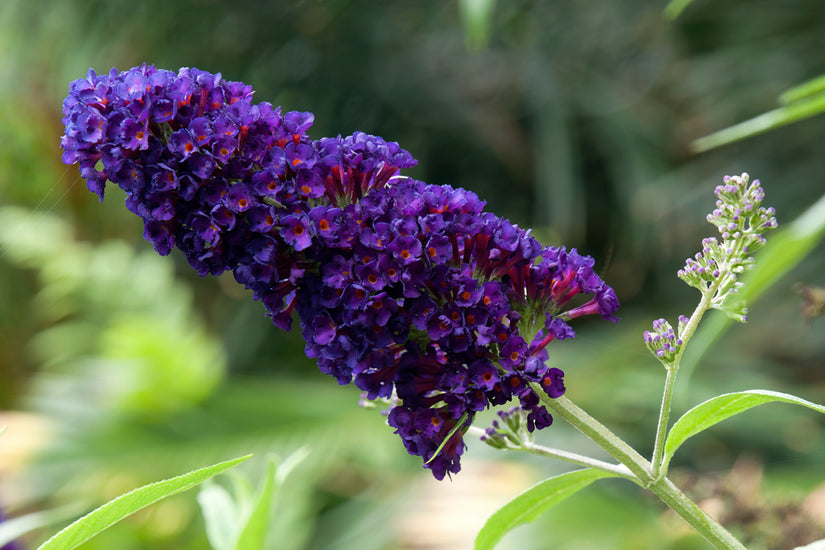 Paarse bloei Vlinderstruik - Buddleja davidii 'Black Knight'