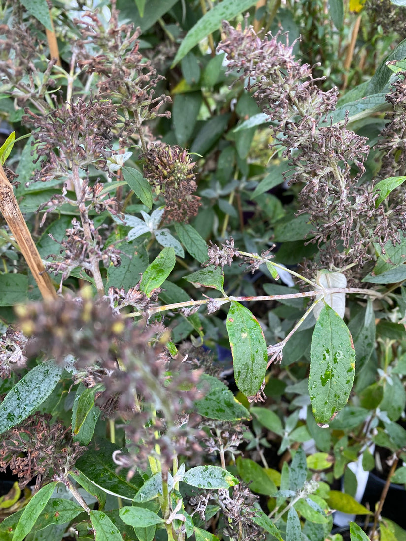 Vlinderstruik - Buddleja davidii 'Ellen's blue' in de herfst