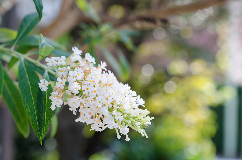 Vlinderstruik - Buddleja davidii 'Nanho White'